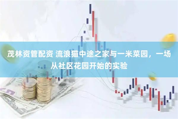 茂林资管配资 流浪猫中途之家与一米菜园，一场从社区花园开始的实验